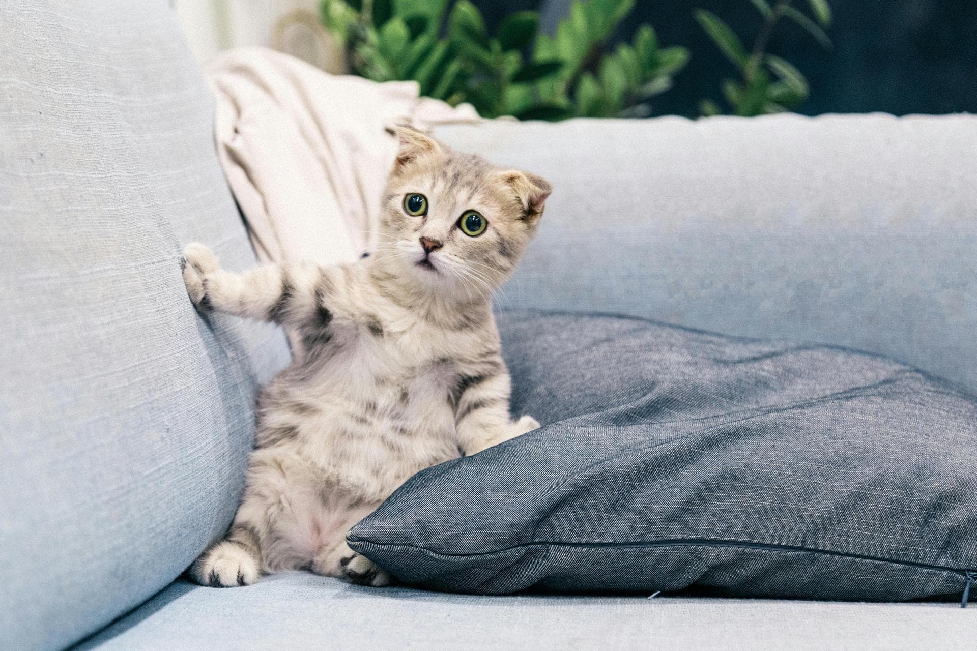 White kitten on sofa